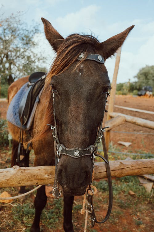 Gratis arkivbilde med bissel, brun hest, buskap