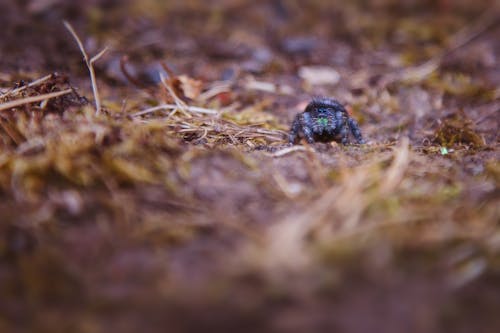 ウェブ, クモ, ジャンピングクモの無料の写真素材