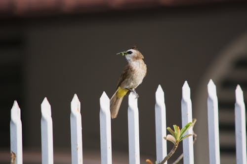 A Yellow Vented Bulbul