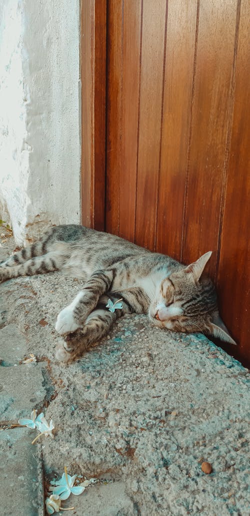 Kostnadsfri bild av dörr, felinae, felis catus