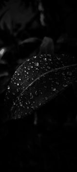 A close-up black and white image of a leaf covered in water droplets showcasing nature's detail.