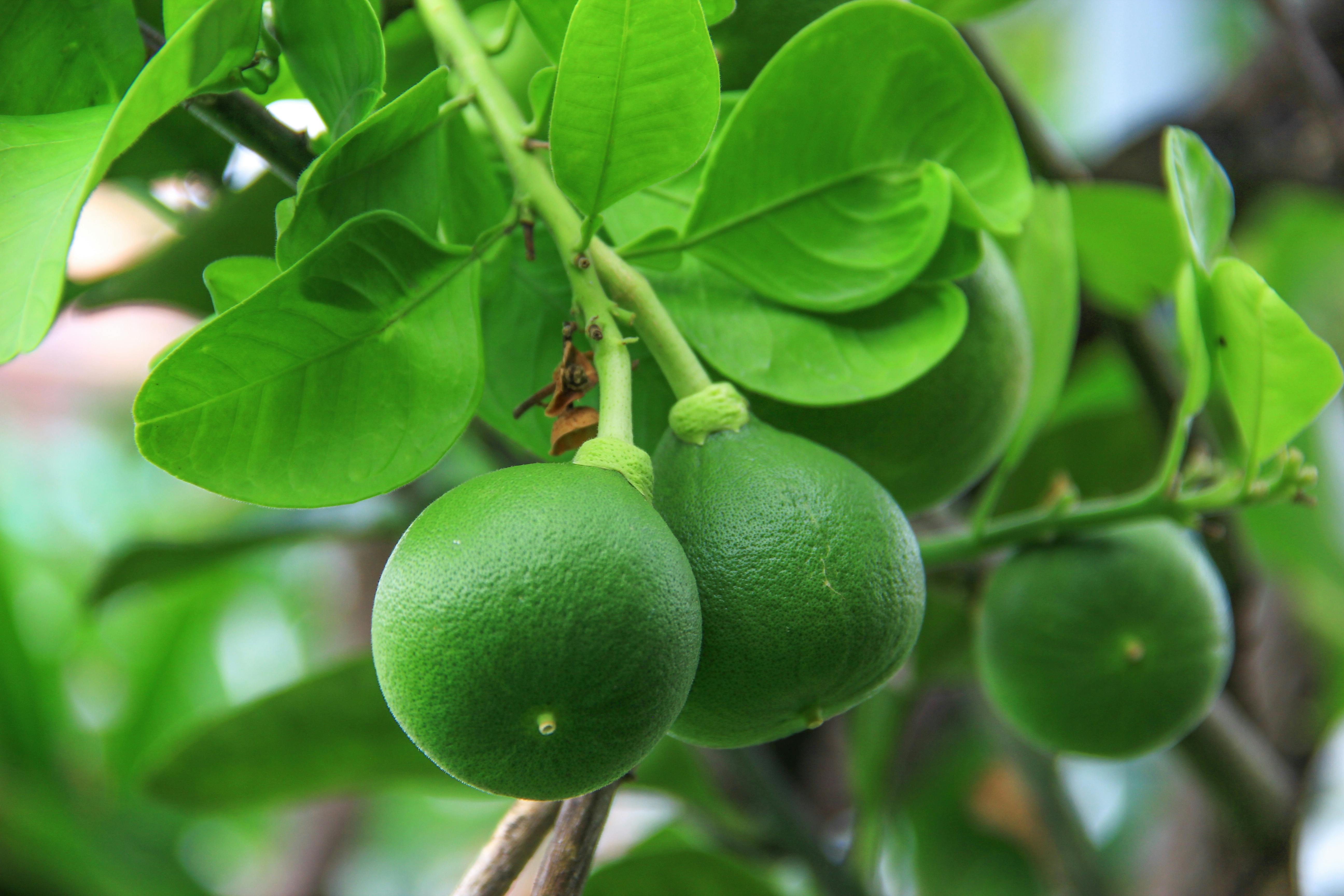 Pomelo Tree Photos, Download The BEST Free Pomelo Tree Stock Photos