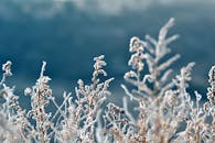 在宁静的冬季环境中，植物被精致的霜冻覆盖着