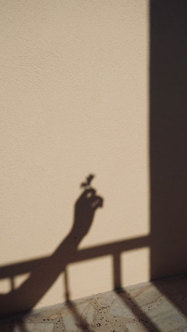 Shadow of a hand holding a flower against a smooth concrete wall with light and shadow contrast.