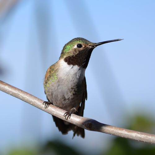 Green And Brown Hummingbird · Free Stock Photo