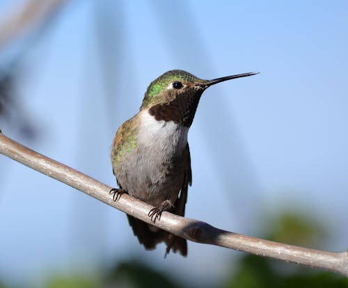 분기에 회색과 녹색 새의 얕은 초점 사진