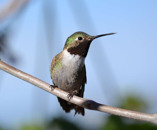 Foto d'estoc gratuïta de a l'aire lliure, animal, au