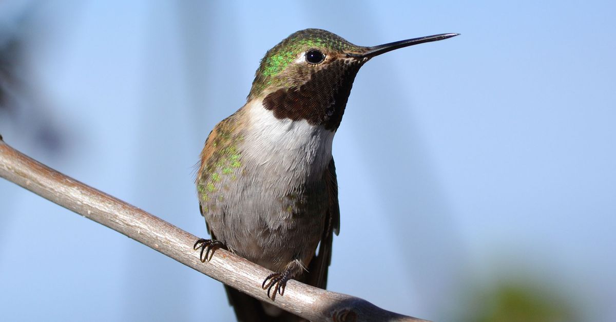 ¿Dónde observar colibríes en bosques y jardines de El Salvador? ¿Dónde observar colibríes en bosques y jardines de El Salvador?