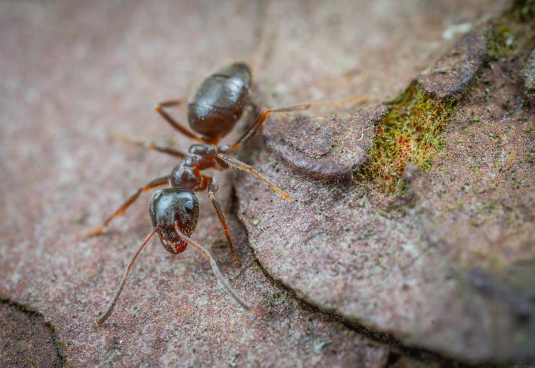 Ant On Brown Rock