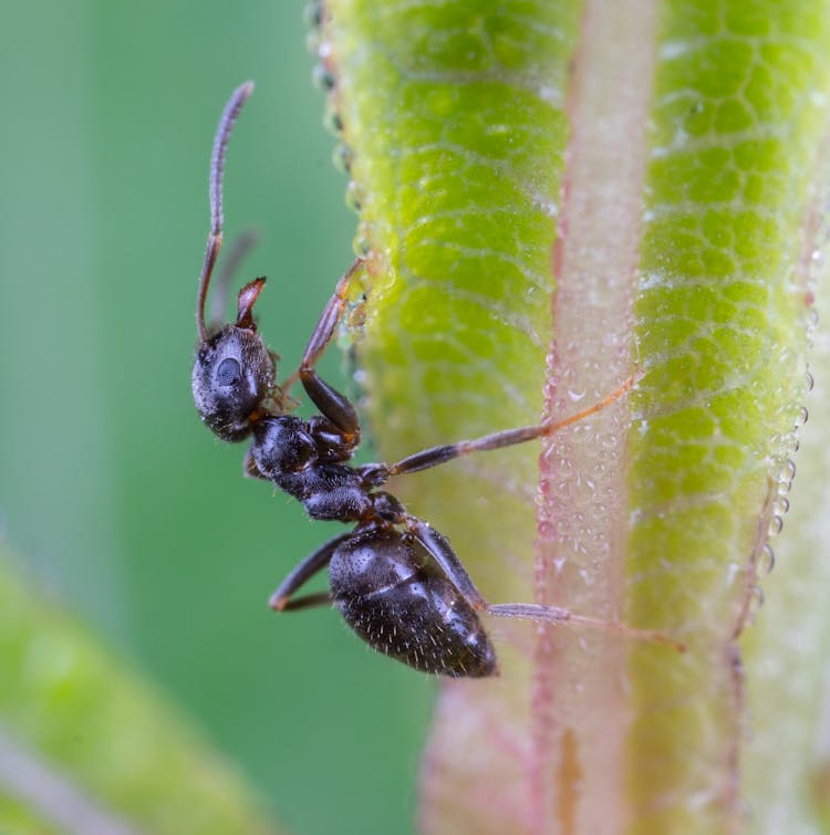 Black Ant Crawling On A Leaf