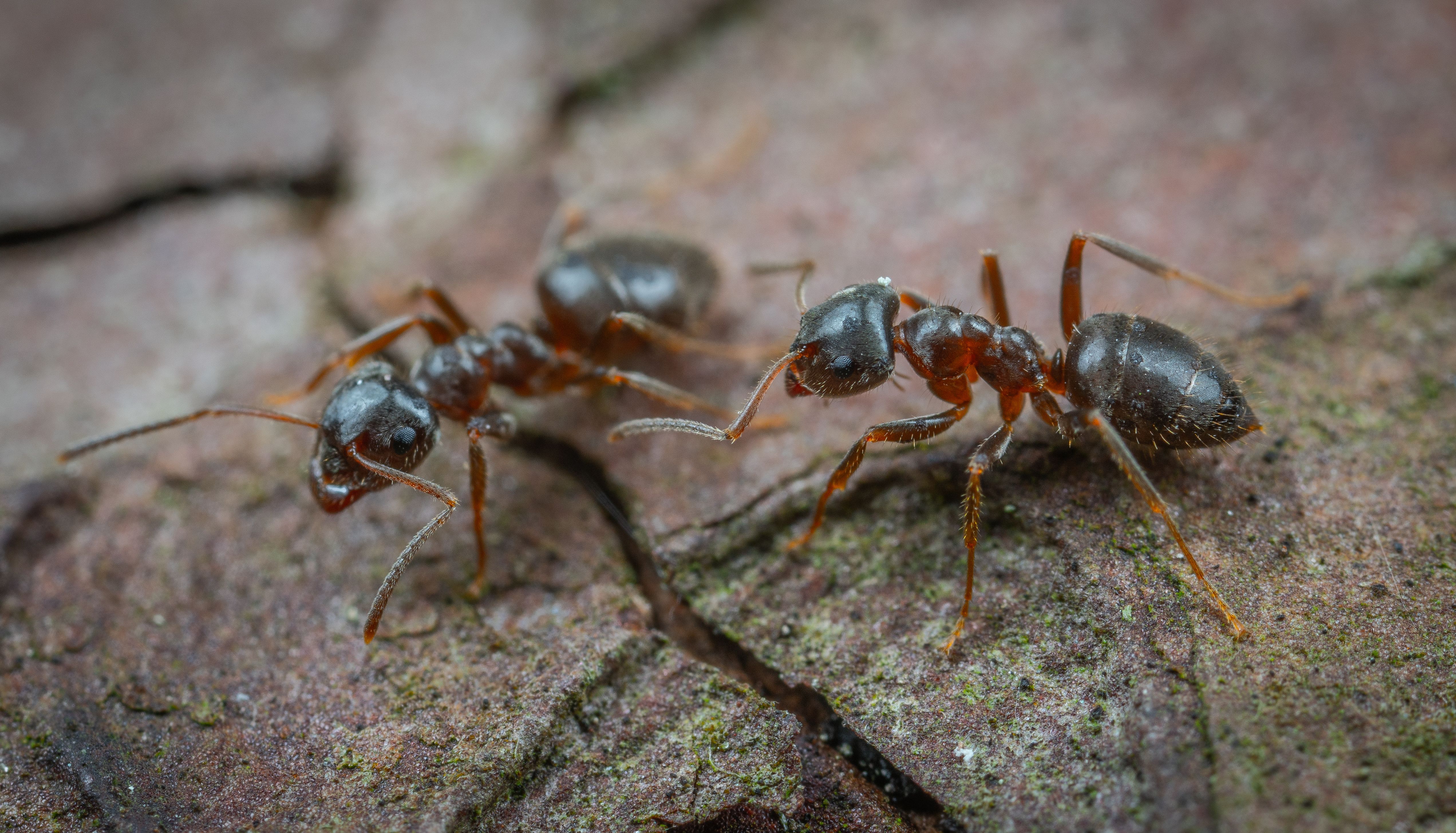 How to Get Rid of Ants Naturally