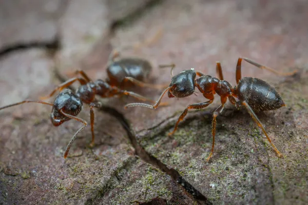 Ant Control Services