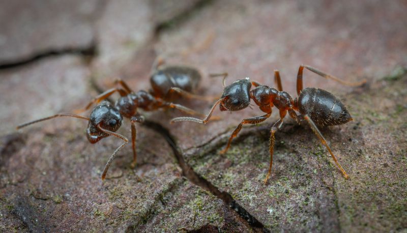 Ant colony pest control