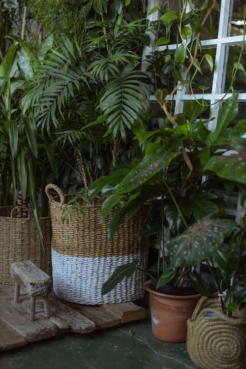 Free Photo of Green Plant on Wicker Basket Stock Photo
