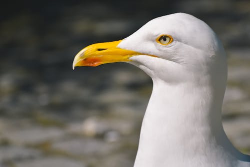 bezplatná Základová fotografie zdarma na téma bílý pták, detail, divočina Základová fotografie