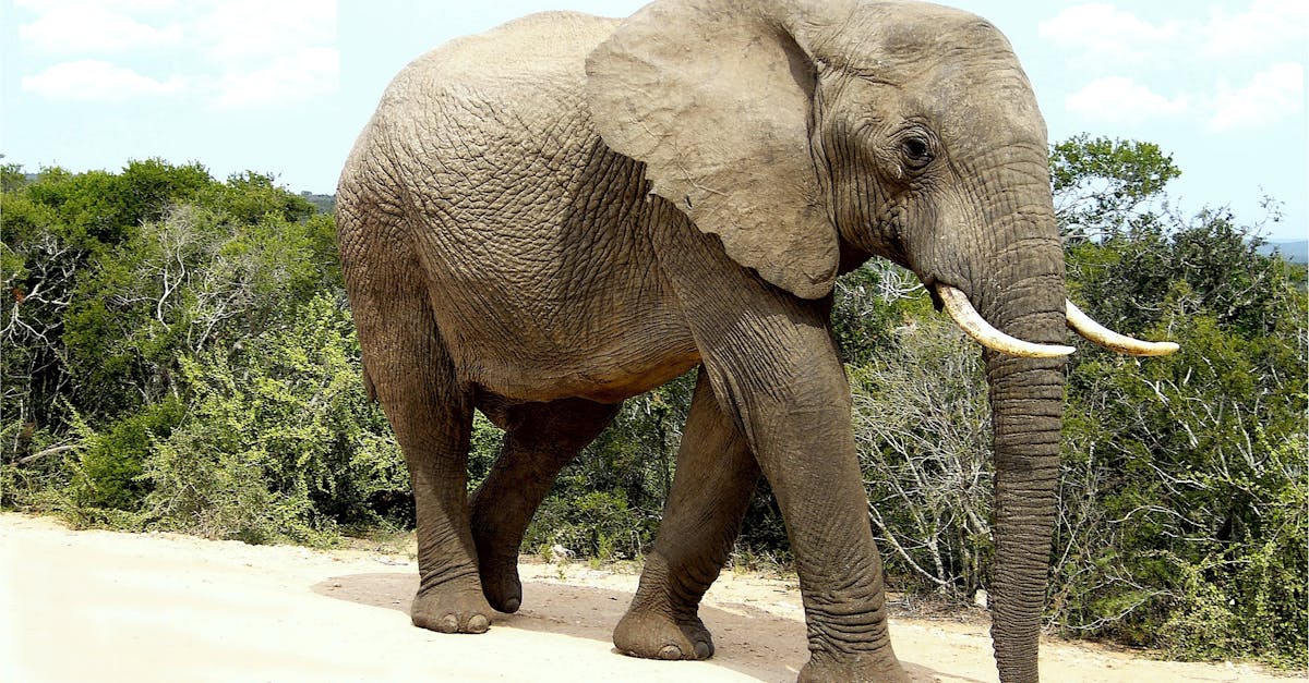 Free stock photo of elephant, mammal, nature
