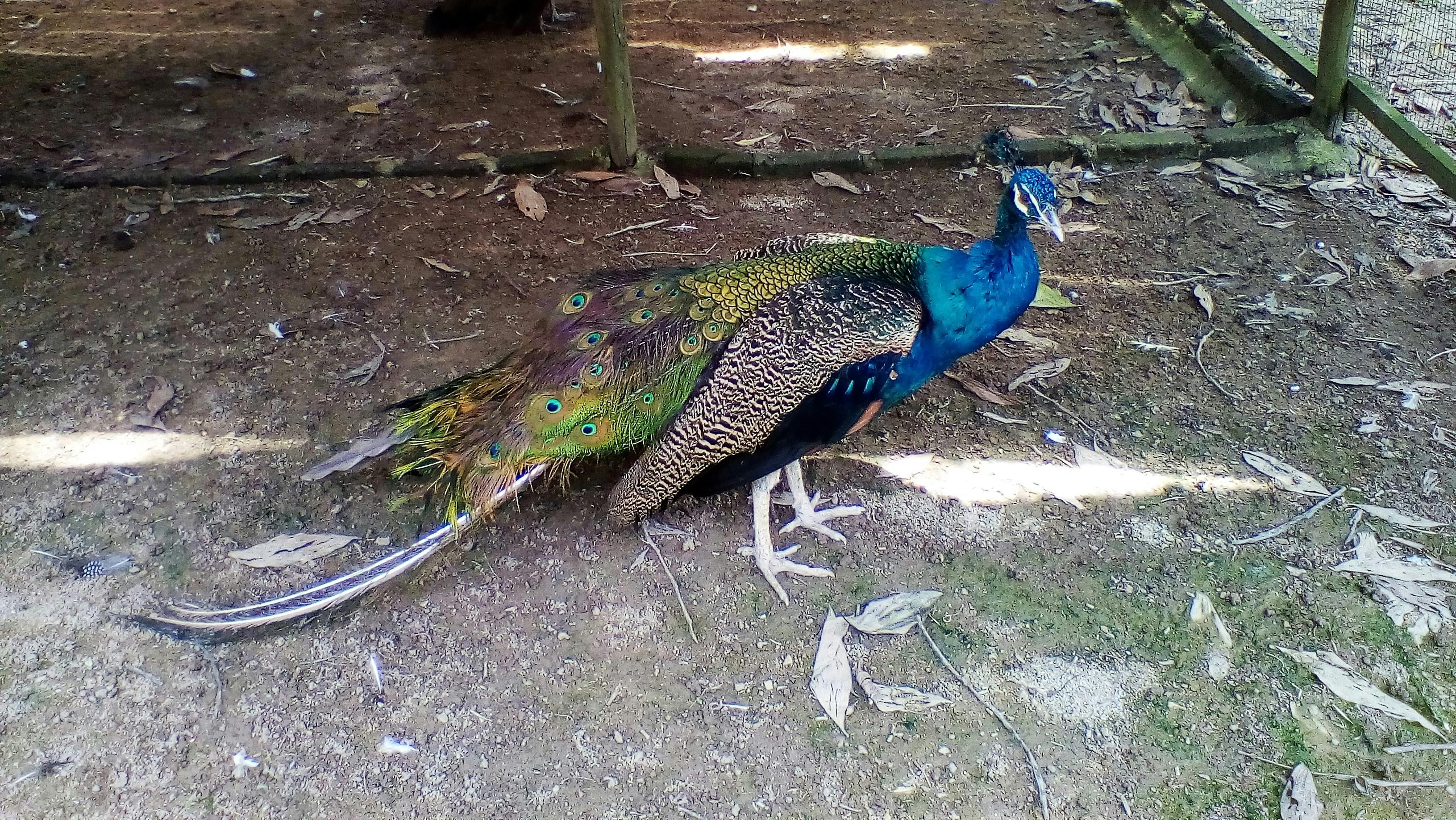 Gambar Burung Unta  Hitam Putih Gambar Burung