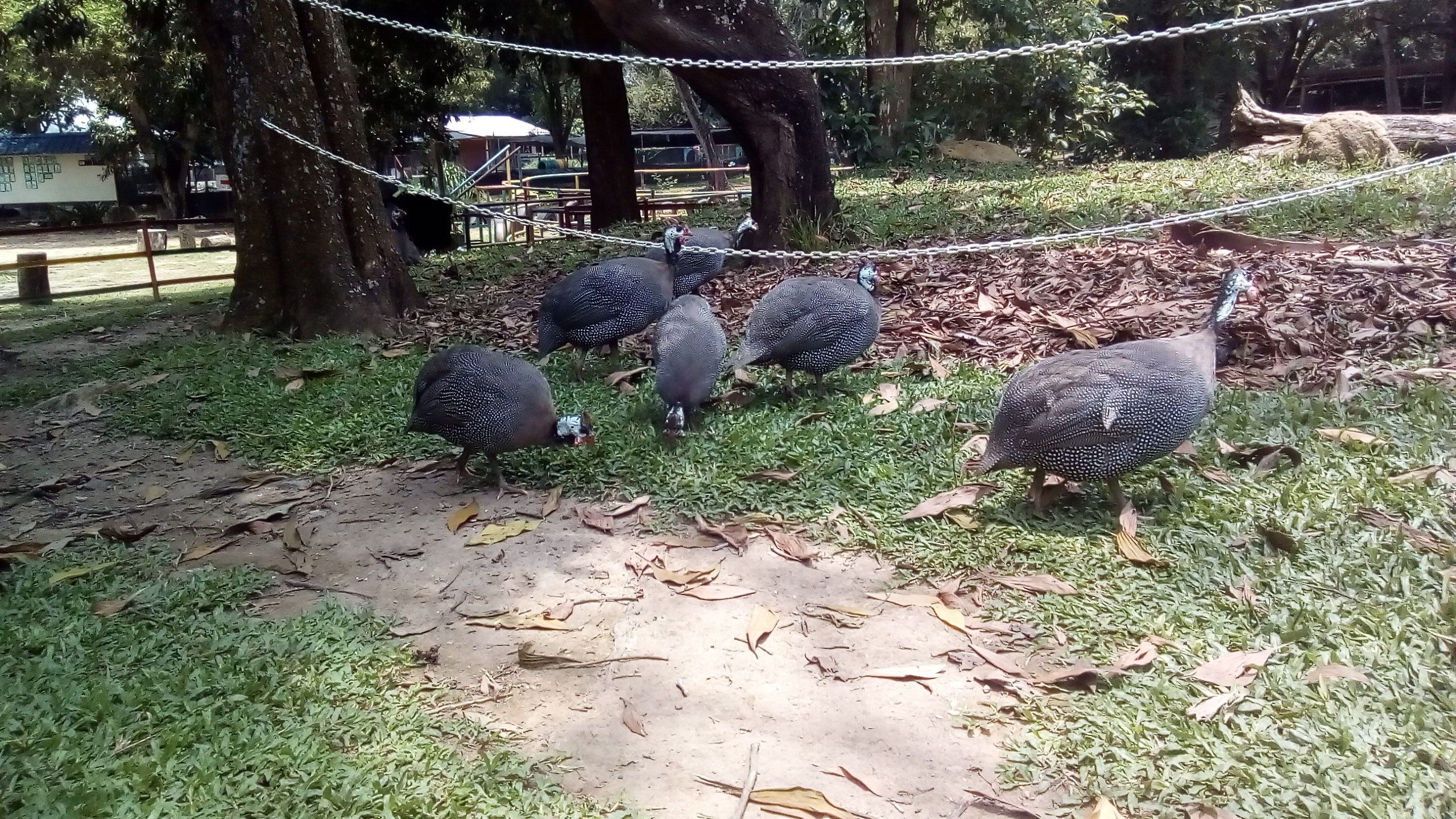Foto Stok Gratis Tentang Anggur Portugis Burung Unta Dickson