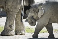 Gray Elephant Walking on Brown Sand
