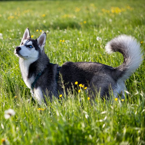 A Siberian Husky on the Grass 