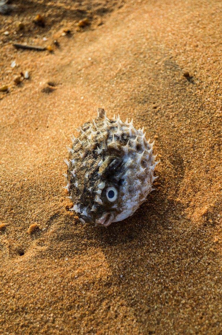 A Puffer Fish On Brown Sand 