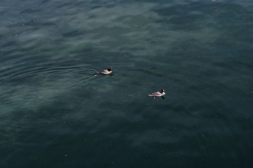 Free A tranquil scene of two ducks swimming in clear water, embodying peaceful nature. Stock Photo