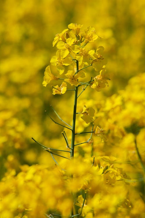 Canola Flowers in Bloom