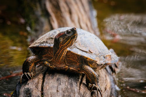 Free A Turtle on the Tree Log Stock Photo