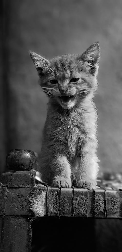 Grayscale Photo of a Cute Kitten Sitting