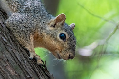 Kostenlos Kostenloses Stock Foto zu eichhörnchen, nagetier, nahansicht Stock-Foto