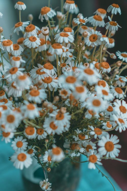 Free A beautiful bouquet of white daisies with orange centers in a rustic setting. Perfect for floral decor. Stock Photo