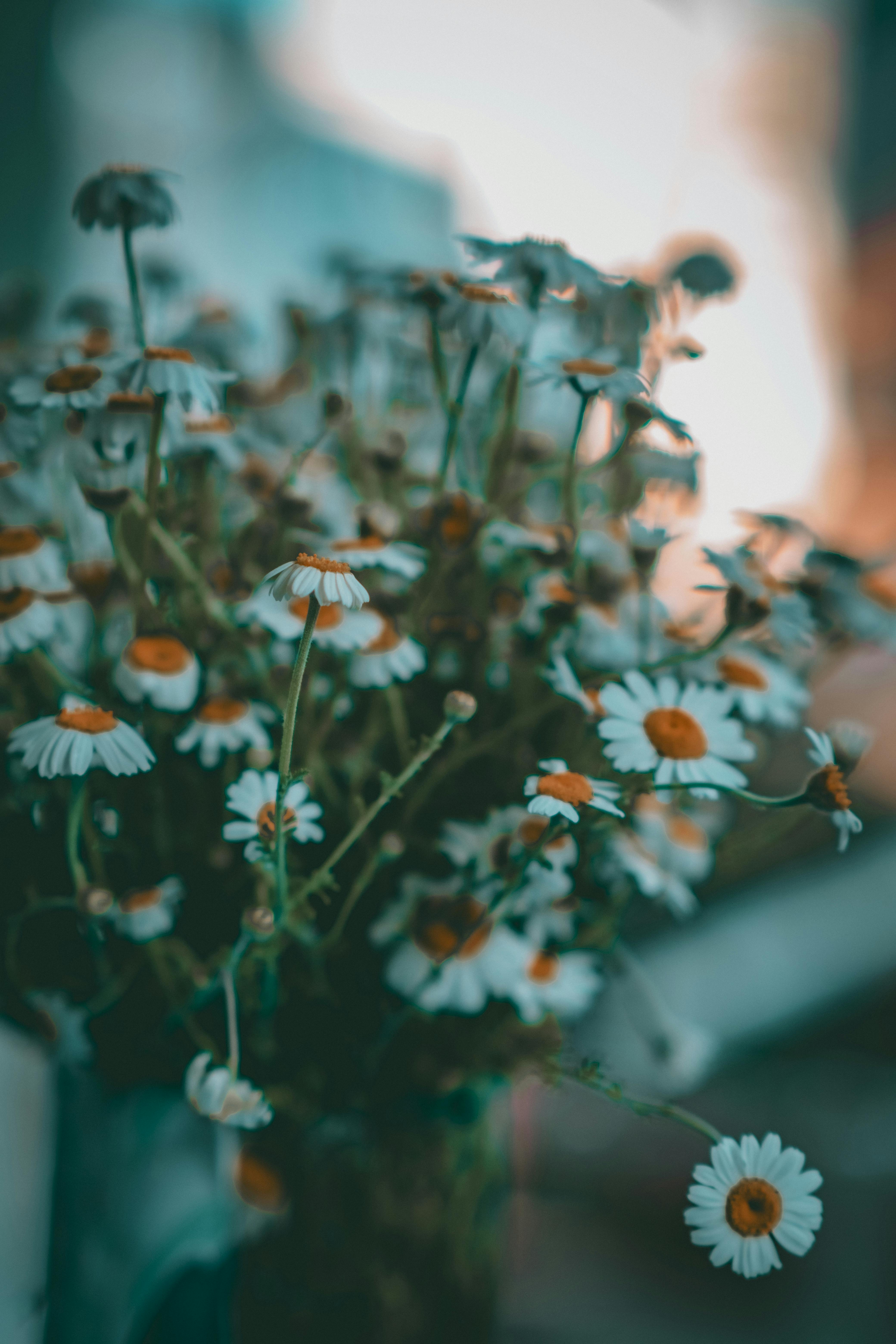 White Flowers in a Vase · Free Stock Photo