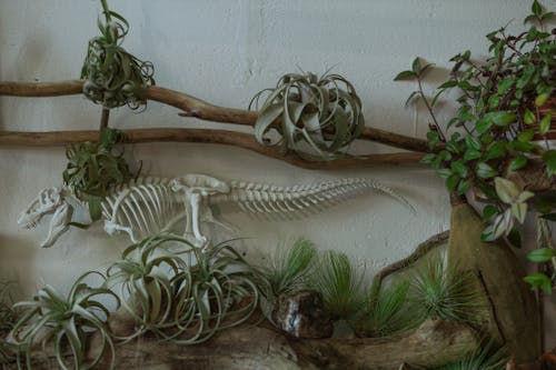 Photo of Green Plants Hanging on Wall