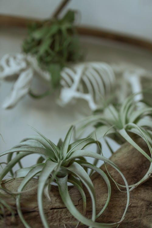 Close-Up Photo of Plant on Wood