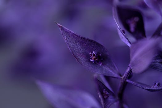 A delicate macro image of purple leaves, showcasing intricate details with a blurred background.