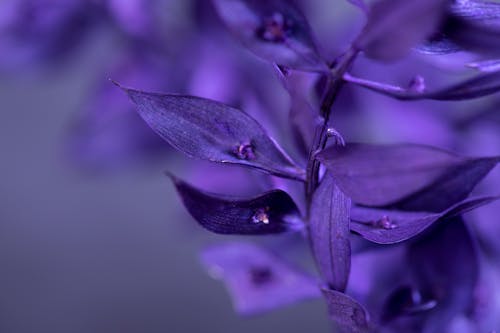 Macro Shot of a Purple Flower in Bloom