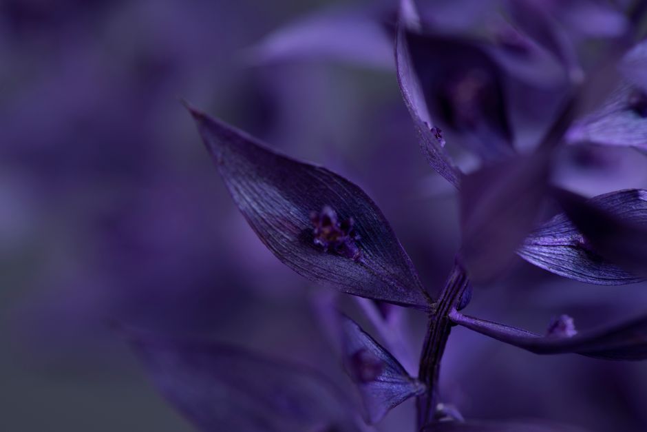 Detailed macro shot of purple leaves with a soft, dreamy depth of field effect.