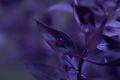purple