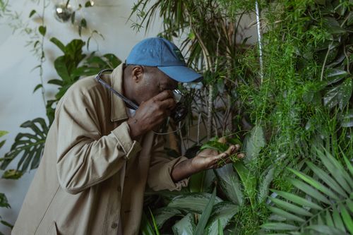 Free Senior man capturing indoor plants with camera in a peaceful setting. Stock Photo