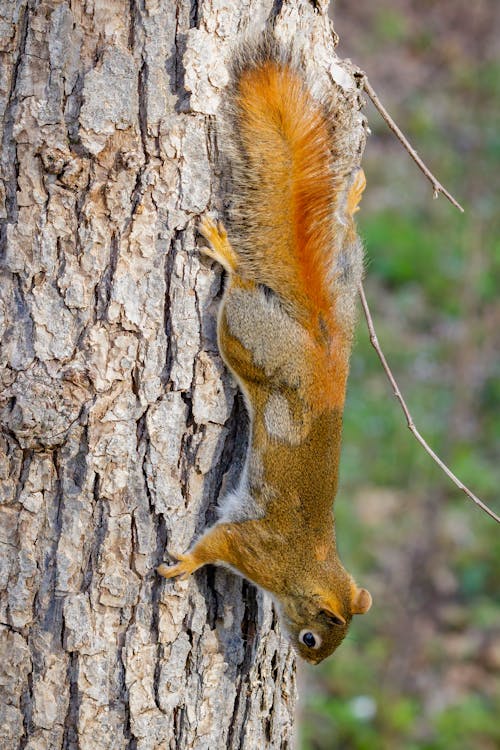 A Squirrel Crawling on Tree Trunk