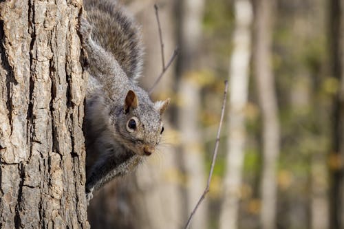 Free Squirrel on a Tree Trunk Stock Photo