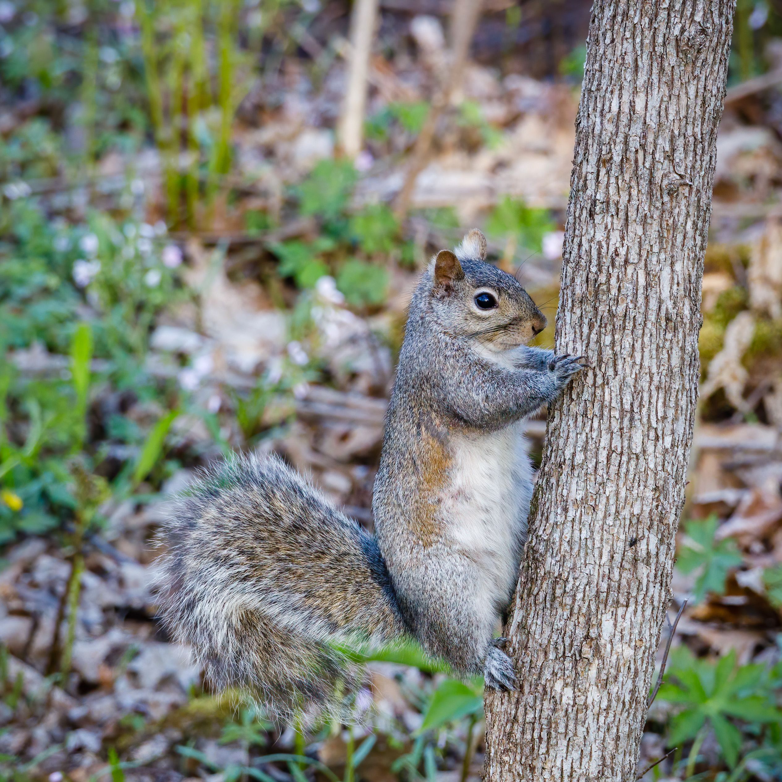 A Squirrel on the Tree