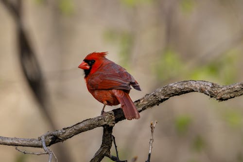 Photos gratuites de animal, branche, cardinal du nord
