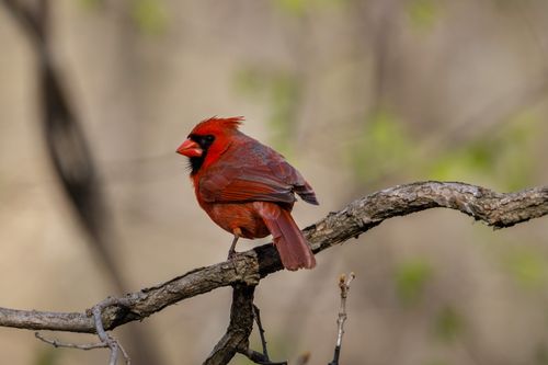Free Close-up of a northern cardinal perched on a branch, showcasing its vibrant red plumage against a natural backdrop. Stock Photo