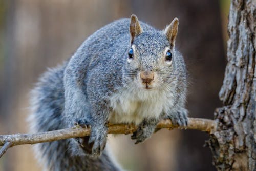 動物攝影, 囓齒動物, 東部灰松鼠 的 免費圖庫相片