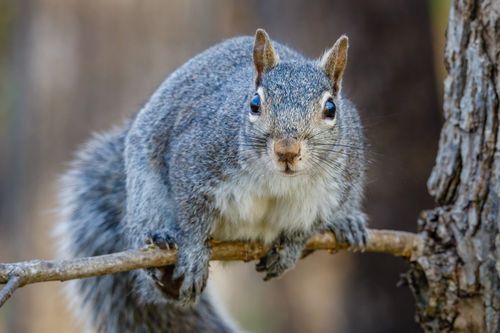 Free Detailed shot of an eastern gray squirrel perched on a tree branch in a natural setting. Stock Photo