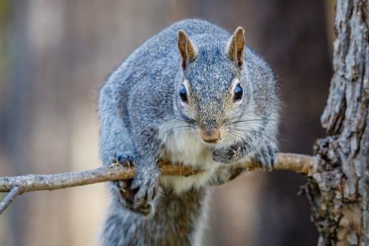 Detailed close-up of an eastern gray squirrel perched on a tree branch.