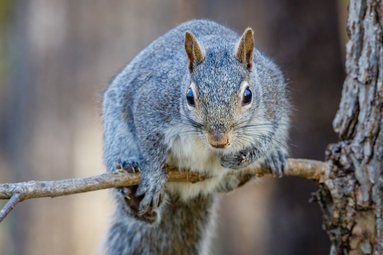 detailed close up of an eastern gray squirrel perched on a tree branch