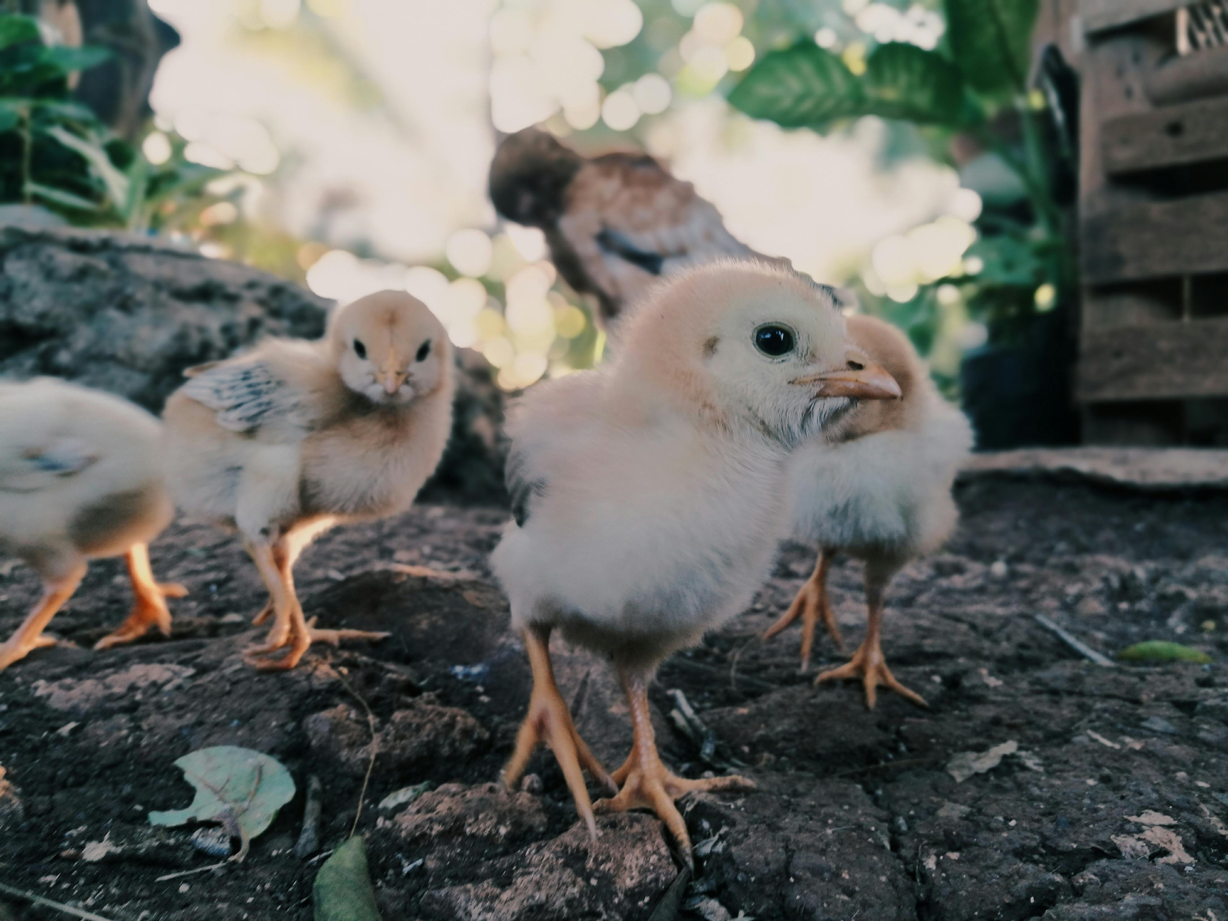 chicks on the ground in close up photography