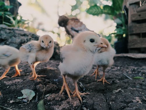 Chicks on the Ground in Close-Up Photography